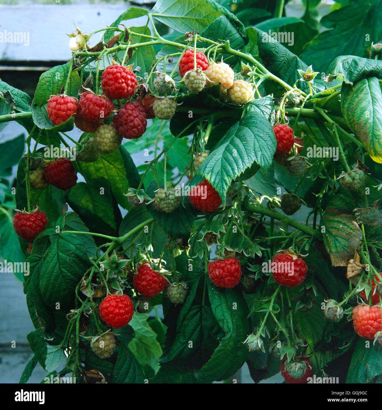 Raspberry - `Heritage'   FRU048244 Stock Photo